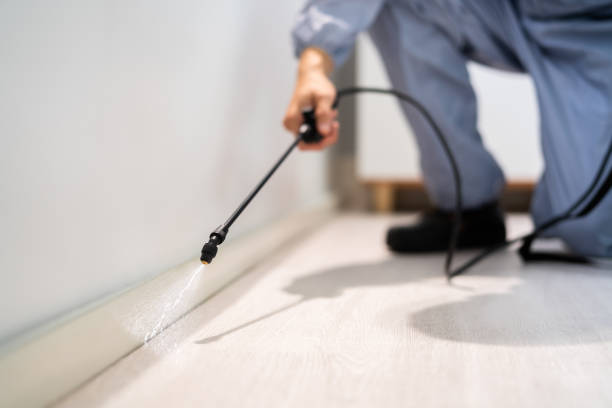 Licensed Termite Control service in Anza, CA - Nex Pest Control