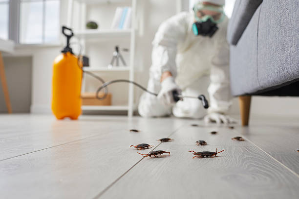 Affordable Termite Control solutions in Anza, CA